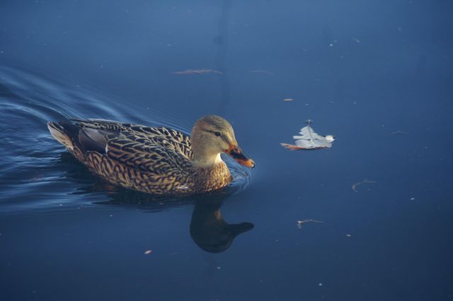 water animals photos by @patrickcopacetic