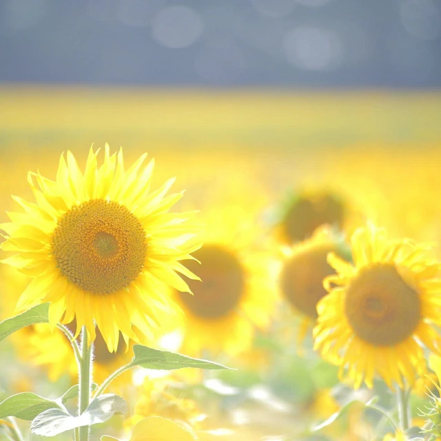 Nature Flower Summer Sunflower Beautiful Image By 雪 Nature Flower Summer Sunflower Beautiful Image By 雪