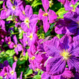 flower purple photography