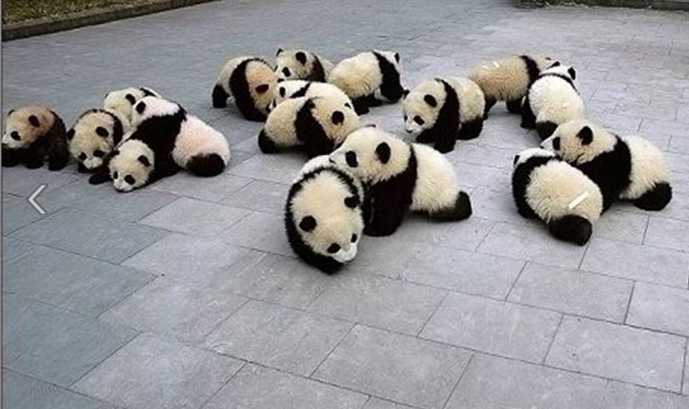 Malloy panda